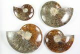 Lot: Lbs Beautiful Polished Ammonites - Pieces #76996-1